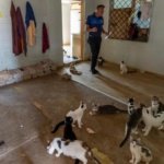 Kotu-kokunun-kaynagi-cop-degil-100-kedi-cikti-featured