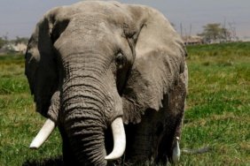 Afrika-Fillerininquoteczaneleriquot-dogada-olabilir-featured