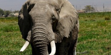 Afrika-Fillerininquoteczaneleriquot-dogada-olabilir-featured