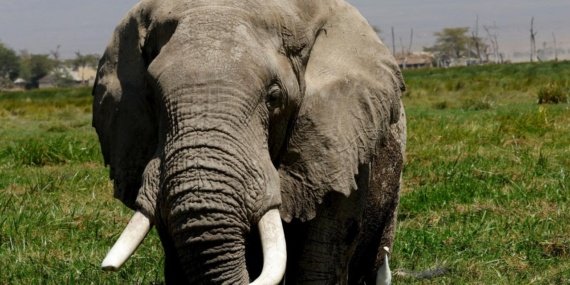 Afrika-Fillerininquoteczaneleriquot-dogada-olabilir-featured
