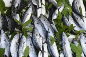 Av-sezonu-palamut-bolluguyla-basladi-featured