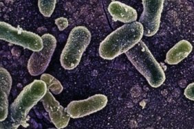 Belcikadaki-Salmonella-salgininda-vaka-sayisi-318e-yukseldi.-featured