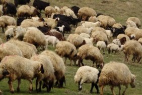 Dunya039nin-en-eski-hayvan-fosillerinden-biri-Norvec039te-bir-koyun-ciftliginde-bulundu-featured