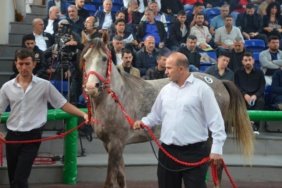 TIGEM-17-safkan-Arap-kosu-tayi-satisi-yapacak-featured