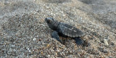 Antalya039da-yaklasik-200-bin-caretta-caretta-yavrusu-denizle-bulustu-featured
