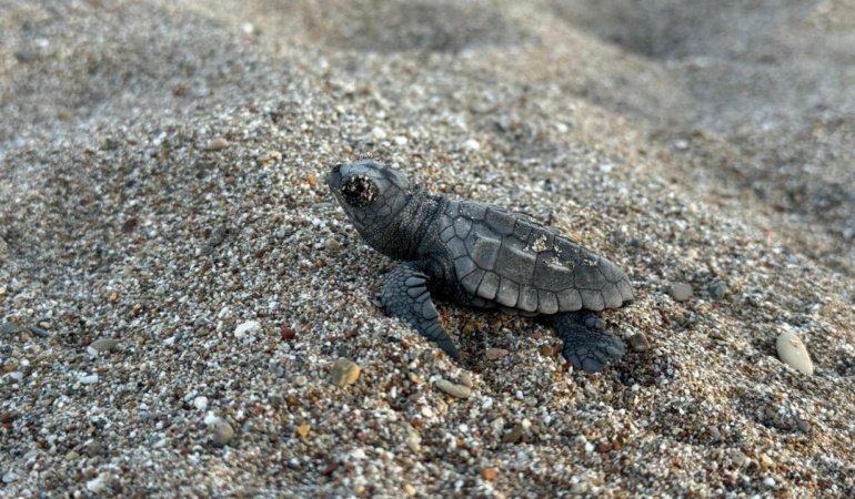 Antalya'da yaklaşık 200 bin caretta caretta yavrusu denizle buluştu