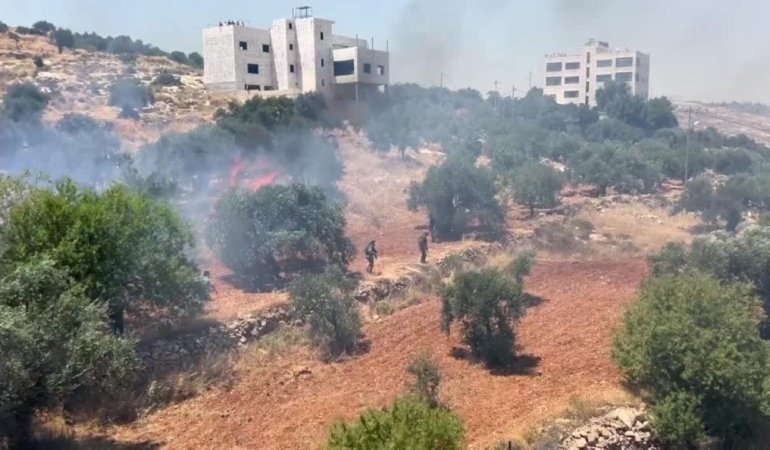 İsrailli işgalciler Batı Şeria'da bu ay zeytin hasadını hedef alan 136 saldırı düzenledi