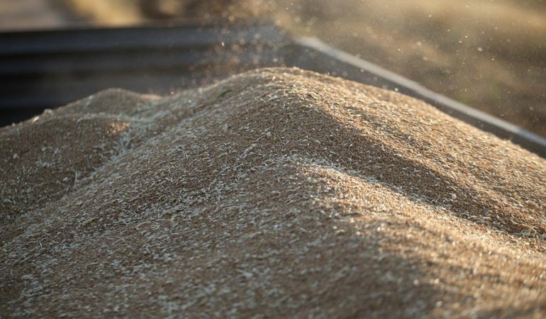TİGEM 4 bin 427 ton mahsul buğday satacak